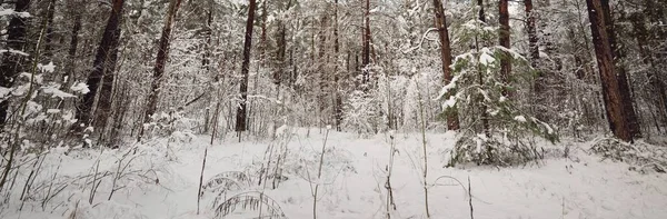 Floresta Perene Coberta Neve Depois Uma Nevasca Pôr Sol Pinheiro — Fotografia de Stock