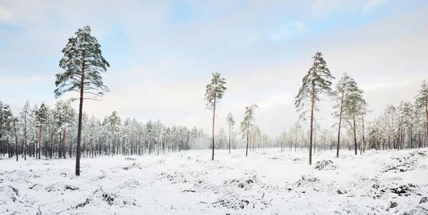 Snow Covered Evergreen Forest Blizzard Sunset Pine Spruce Trees Close — Stock Photo, Image