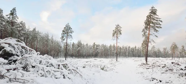 Bosque Siempreverde Cubierto Nieve Después Una Ventisca Atardecer Pino Abetos — Foto de Stock