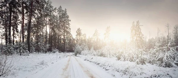 Estrada Rural Coberta Neve Através Floresta Pinheiros Sempre Verde Pôr — Fotografia de Stock