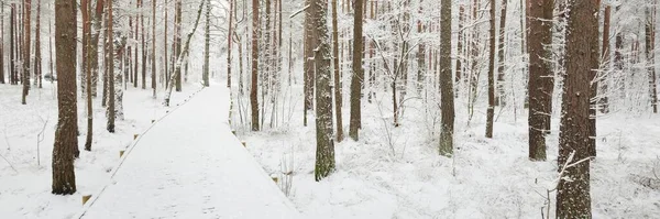 吹雪の後の雪に覆われた森の中を現代の木製の歩道 ボードウォーク 冬の風景 ノルディックウォーキング スキー エコツーリズム クリスマス休暇 ヨーロッパでのロックダウン中の現地旅行 — ストック写真