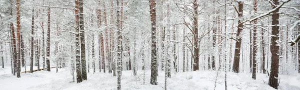 Путь Через Заснеженный Сосновый Лес Снежная Буря Крупный План Деревьев — стоковое фото
