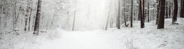 Colinas Bosque Siempreverdes Cubiertas Nieve Blizzard Pino Abetos Cerca Vista — Foto de Stock