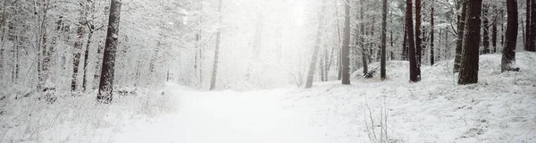 覆盖着白雪的常绿森林小山 云杉树的特写 从一个路径来看 大气景观 冬天的仙境气候变化 自然和环境保护 — 图库照片