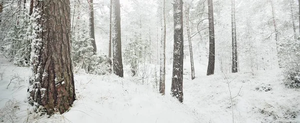 Заснеженные Вечнозеленые Лесные Холмы Снежная Буря Сосна Ели Крупным Планом — стоковое фото