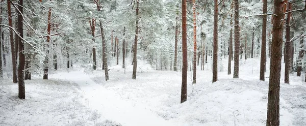 Pokryte Śniegiem Wiecznie Zielone Leśne Wzgórza Śnieżyca Sosna Świerki Bliska — Zdjęcie stockowe