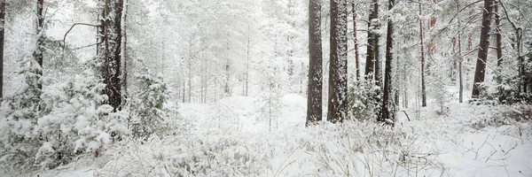 Χιονισμένα Καταπράσινα Δάση Μπλίζαρντ Πεύκο Έλατο Από Κοντά Θέα Από — Φωτογραφία Αρχείου
