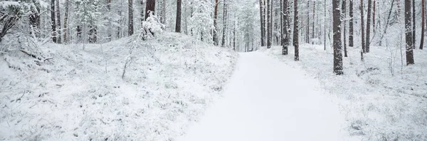 Collines Forêt Sempervirentes Couvertes Neige Blizzard Gros Plan Sur Les — Photo