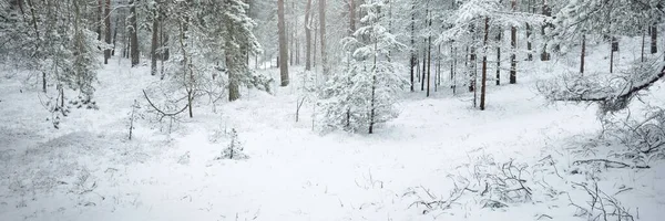 覆盖着白雪的常绿森林小山 云杉树的特写 从一个路径来看 大气景观 冬天的仙境气候变化 自然和环境保护 — 图库照片