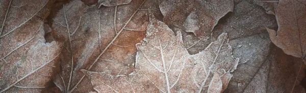 Gros Plan Sur Les Feuilles Érable Brun Givre Blanc Cristallin — Photo