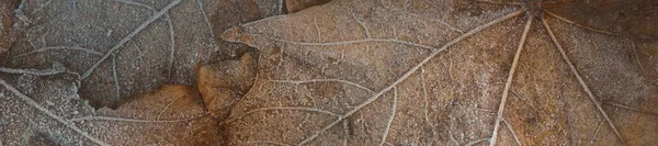 Κοντινό Πλάνο Καφέ Φύλλων Σφενδάμου Κρυστάλλινος Παγετός Υφή Φόντο Ταπετσαρία — Φωτογραφία Αρχείου