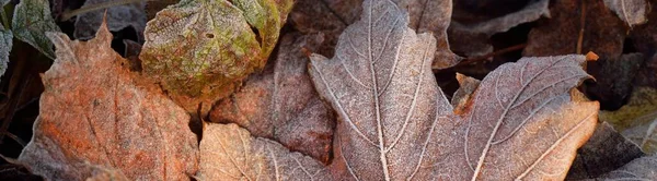 森林地面的褐色 枫叶覆盖着晶莹的霜冻 天然纹理 图形资源 — 图库照片