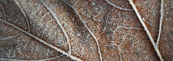 Ekstremalne Zbliżenie Brązowego Liścia Klonu Krystalicznie Czysta Zmarzlina Tekstura Tło — Zdjęcie stockowe