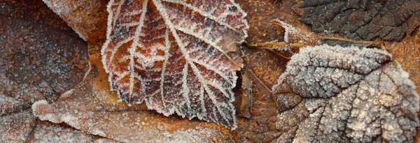 Bos Vloer Van Bruine Gouden Esdoorn Bladeren Bedekt Met Kristalheldere — Stockfoto