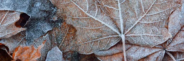 枫叶被晶莹的白霜覆盖着 图形资源 神秘的蓝色 大气景观 冬天的仙境第一场雪 气候变化 — 图库照片
