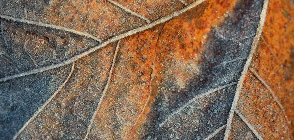 Lesní Dno Hnědých Javorových Listů Pokryté Křišťálově Čistým Chraplavým Mrazem — Stock fotografie