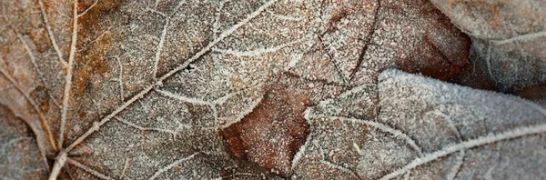 Suelo Del Bosque Hojas Arce Marrón Cubiertas Escarcha Cristalina Textura — Foto de Stock