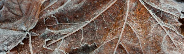 Extreme Nahaufnahme Eines Braunen Goldenen Ahornblattes Das Mit Kristallklarem Raureif — Stockfoto