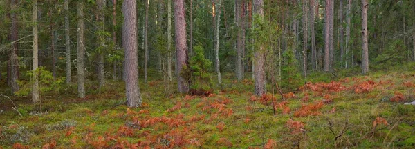 Weg Durch Den Immergrünen Wald Mit Raureif Bedeckt Sanftes Sonnenuntergangslicht — Stockfoto
