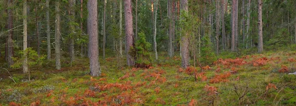 Pathway Door Het Altijd Groene Bos Bedekt Met Ijzel Zacht — Stockfoto