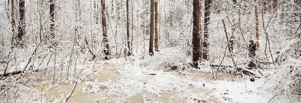 吹雪の後に雪に覆われた沼の森 木々やSクリスタル澄んだ水と小さな凍結川 クローズアップ 大気の風景 冬の不思議の国 気候変動 — ストック写真