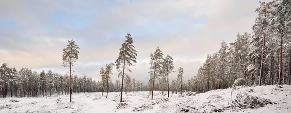 Forêt Sempervirente Couverte Neige Après Blizzard Coucher Soleil Gros Plan — Photo