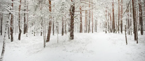 穿过白雪覆盖的松树林的小路 树的特写 大气景观 田园诗般的乡村风景 冬天的仙境自然 圣诞假期 生态旅游 — 图库照片