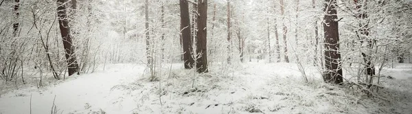 Cesta Zasněženým Borovým Lesem Blizzard Detailní Záběr Stromy Atmosférická Krajina — Stock fotografie