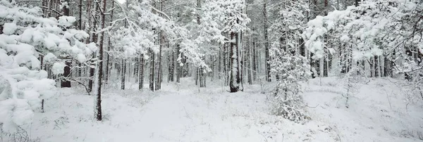 Colinas Bosque Siempreverdes Cubiertas Nieve Blizzard Pino Abetos Cerca Vista — Foto de Stock