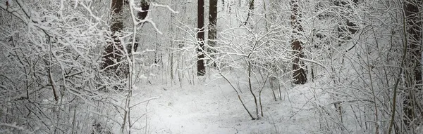 Percorso Attraverso Colline Innevate Della Foresta Dopo Una Bufera Neve — Foto Stock