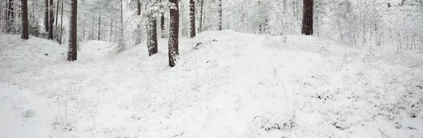 Karla Kaplı Evergreen Orman Tepeleri Kar Fırtınası Çam Çam Ağaçları — Stok fotoğraf