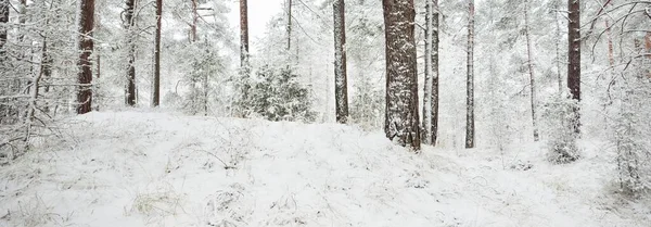 Snow Covered Evergreen Forest Hills Blizzard Pine Spruce Trees Close — Stock Photo, Image