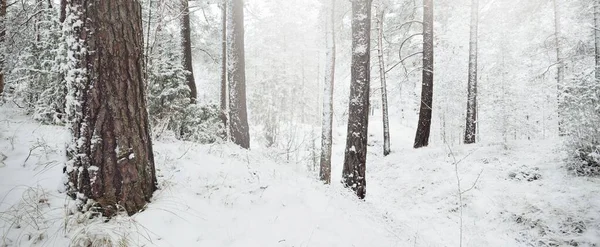 Collines Forêt Sempervirentes Couvertes Neige Blizzard Gros Plan Sur Les — Photo