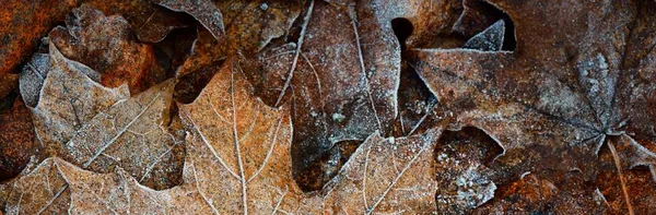 Pavimento Forestale Foglie Acero Marrone Brina Cristallina Struttura Sfondo Carta — Foto Stock