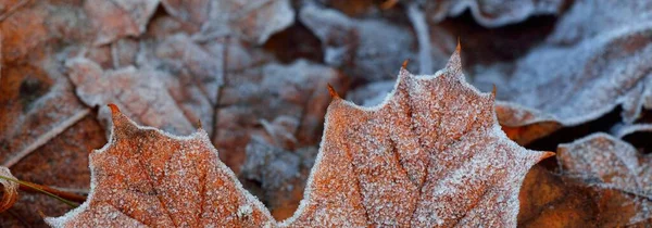 森林地面的褐色 枫叶覆盖着晶莹的霜冻 天然纹理 图形资源 — 图库照片
