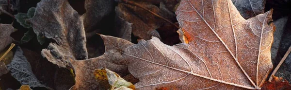 Skogsbotten Bruna Lönnlöv Täckt Med Kristallklar Hesparfrost Textur Bakgrund Tapeter — Stockfoto