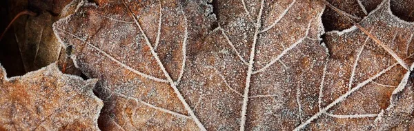 황금색 단풍나무 바닥은 서리로 근접되어 자연적 그래픽 리소스 — 스톡 사진