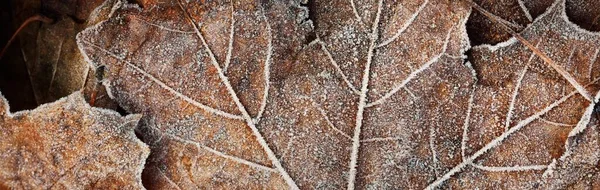 Plancher Forestier Feuilles Érable Brun Doré Recouvert Givre Blanc Cristallin — Photo