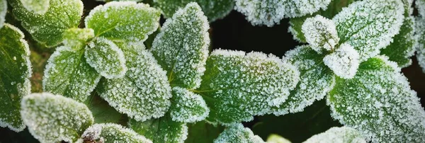 Yeşil Yapraklara Yakın Çekim Kristal Berraklığında Beyaz Don Doku Arkaplan — Stok fotoğraf