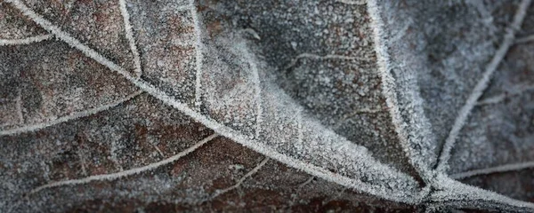 Extremo Primer Plano Hoja Arce Marrón Helada Cristalina Textura Fondo —  Fotos de Stock