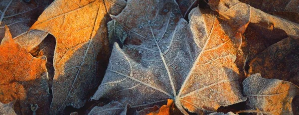 Δάπεδο Από Καφέ Φύλλα Σφενδάμου Κρυστάλλινα Παγωμένος Πάγος Υφή Φόντο — Φωτογραφία Αρχείου