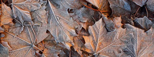 Waldboden Aus Braunen Ahornblättern Bedeckt Mit Kristallklarem Raureif Textur Hintergrund — Stockfoto