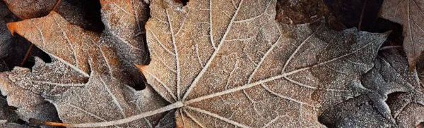 Forest Floor Brown Maple Leaves Crystal Clear Hoarfrost Texture Background — Stock Photo, Image