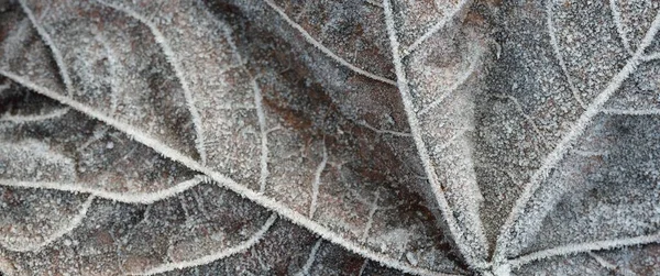 Skogsbotten Bruna Lönnlöv Täckt Med Kristallklar Hesparfrost Textur Bakgrund Tapeter — Stockfoto
