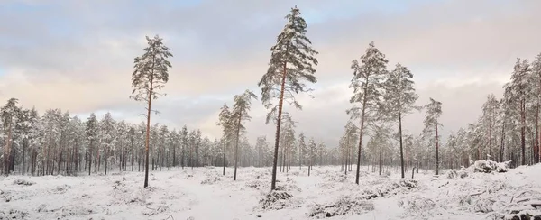 Forêt Sempervirente Couverte Neige Après Blizzard Coucher Soleil Gros Plan — Photo