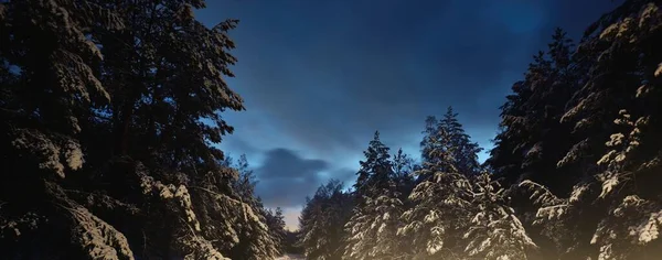 Upplyst Vintergrön Tallskog Vid Solnedgången Mäktiga Granar Dramatisk Skymning Himlen — Stockfoto