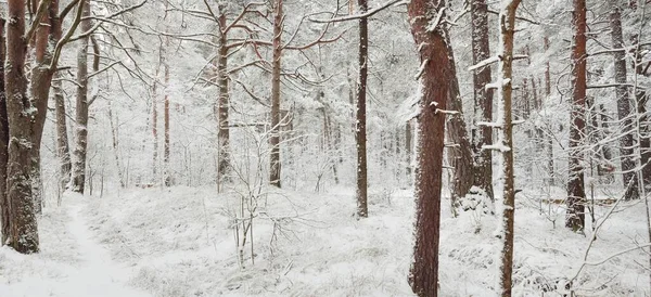Cesta Zasněženým Borovým Lesem Blizzard Detailní Záběr Stromy Atmosférická Krajina — Stock fotografie