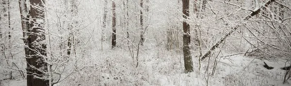 Caminho Através Floresta Pinheiros Coberta Neve Nevasca Árvores Perto Paisagem — Fotografia de Stock