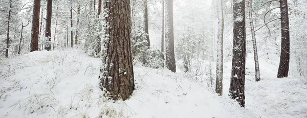 Snow Covered Evergreen Forest Hills Blizzard Pine Spruce Trees Close — Stock Photo, Image