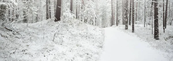 Colinas Florestais Perenes Cobertas Neve Nevasca Pinheiro Abetos Perto Vista — Fotografia de Stock